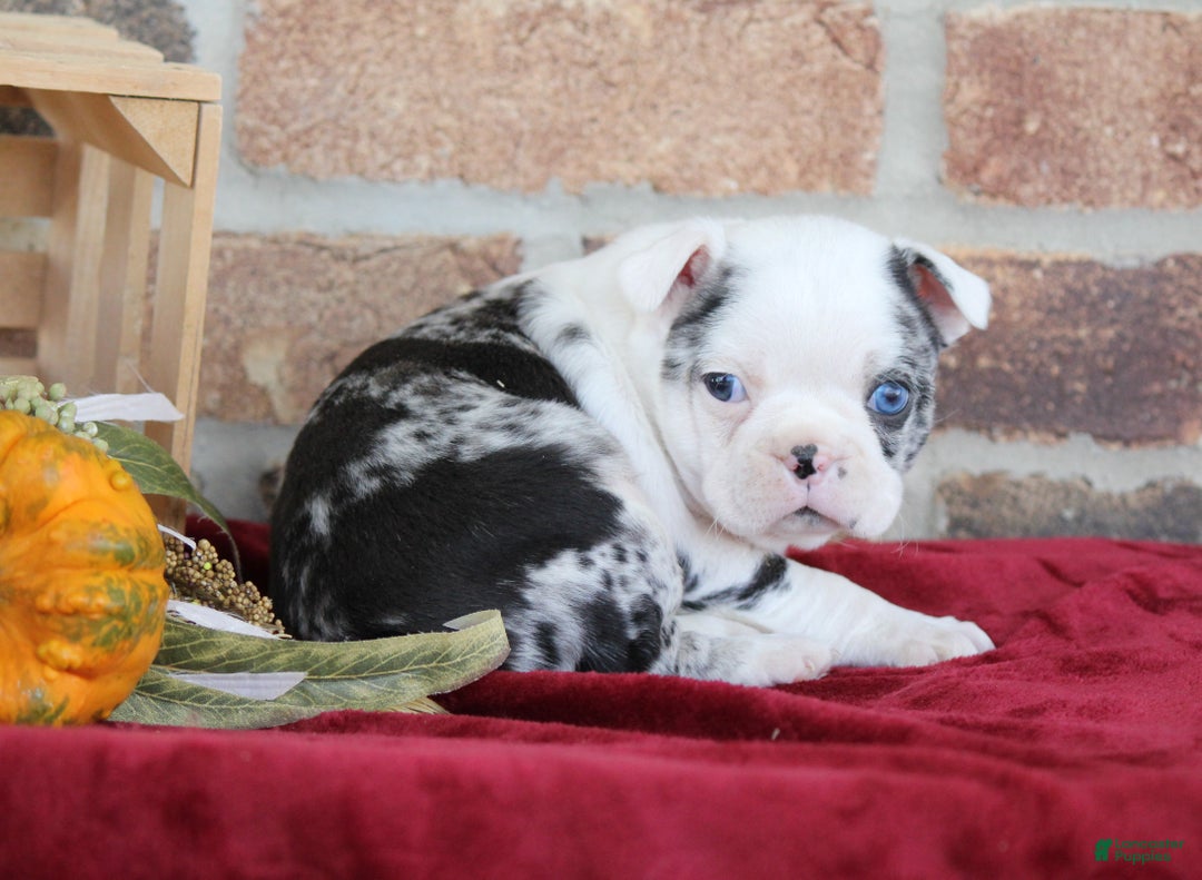 Mixed Breed dogs for sale: Finley - Ad 7