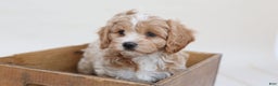 Mixed Breed dogs for sale: Scary - Ad 2