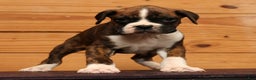 Boxer dogs for sale: Cloudy - Ad 2
