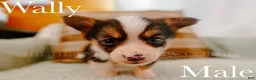 Welsh Corgi Pembroke dogs for sale: Wally - Ad 3