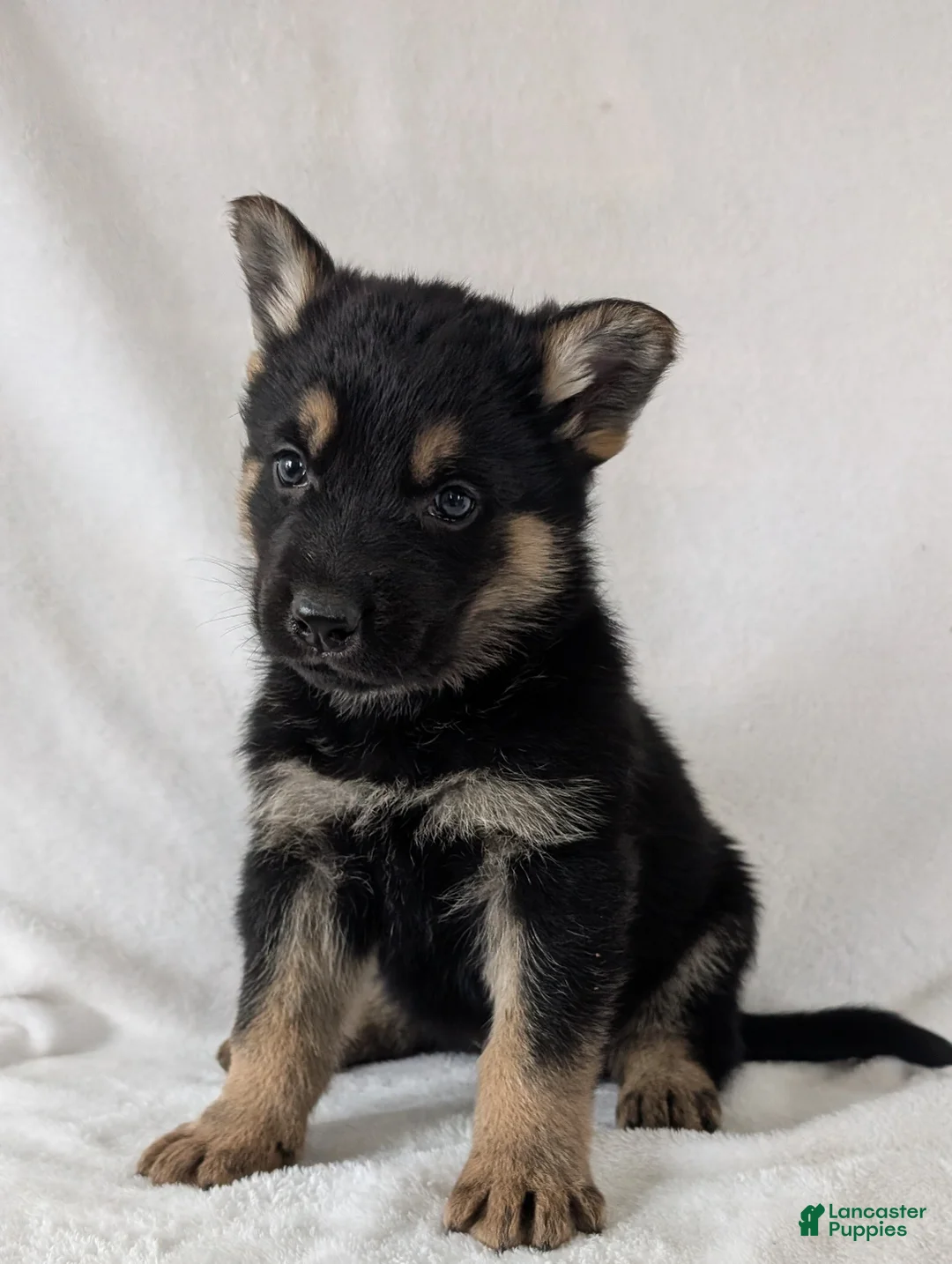 German Shepherd dogs for sale: Dillon  - Ad 12
