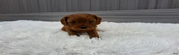 Cavapoo dogs for sale: Nyx - Ad 23