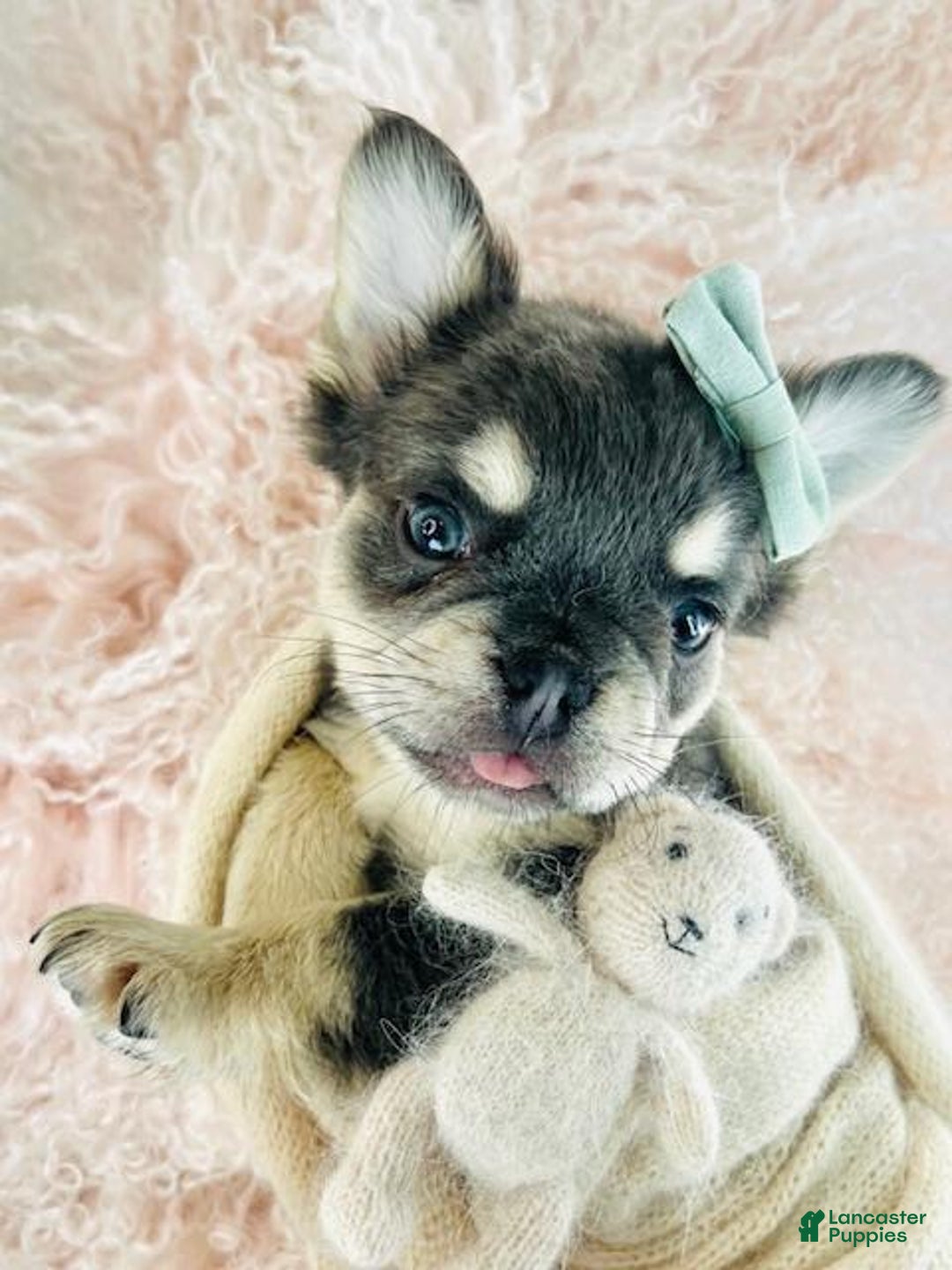French Bulldog dogs for sale: French Bulldog Puppy 1 - Ad 1