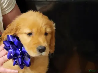 Golden Retriever dogs Golden Retriever Puppy 6 - Ad 2