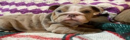 English Bulldog dogs for sale: Petunia - Ad 11