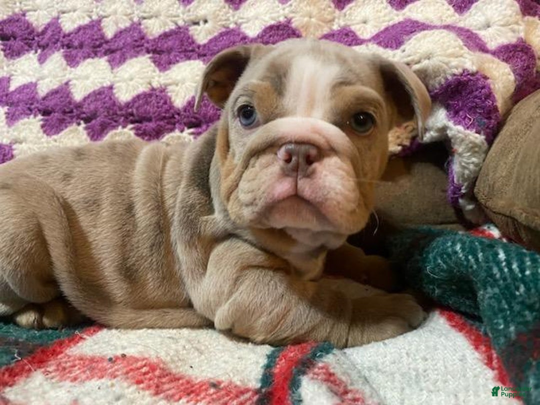 English Bulldog dogs for sale: Petunia - Ad 11