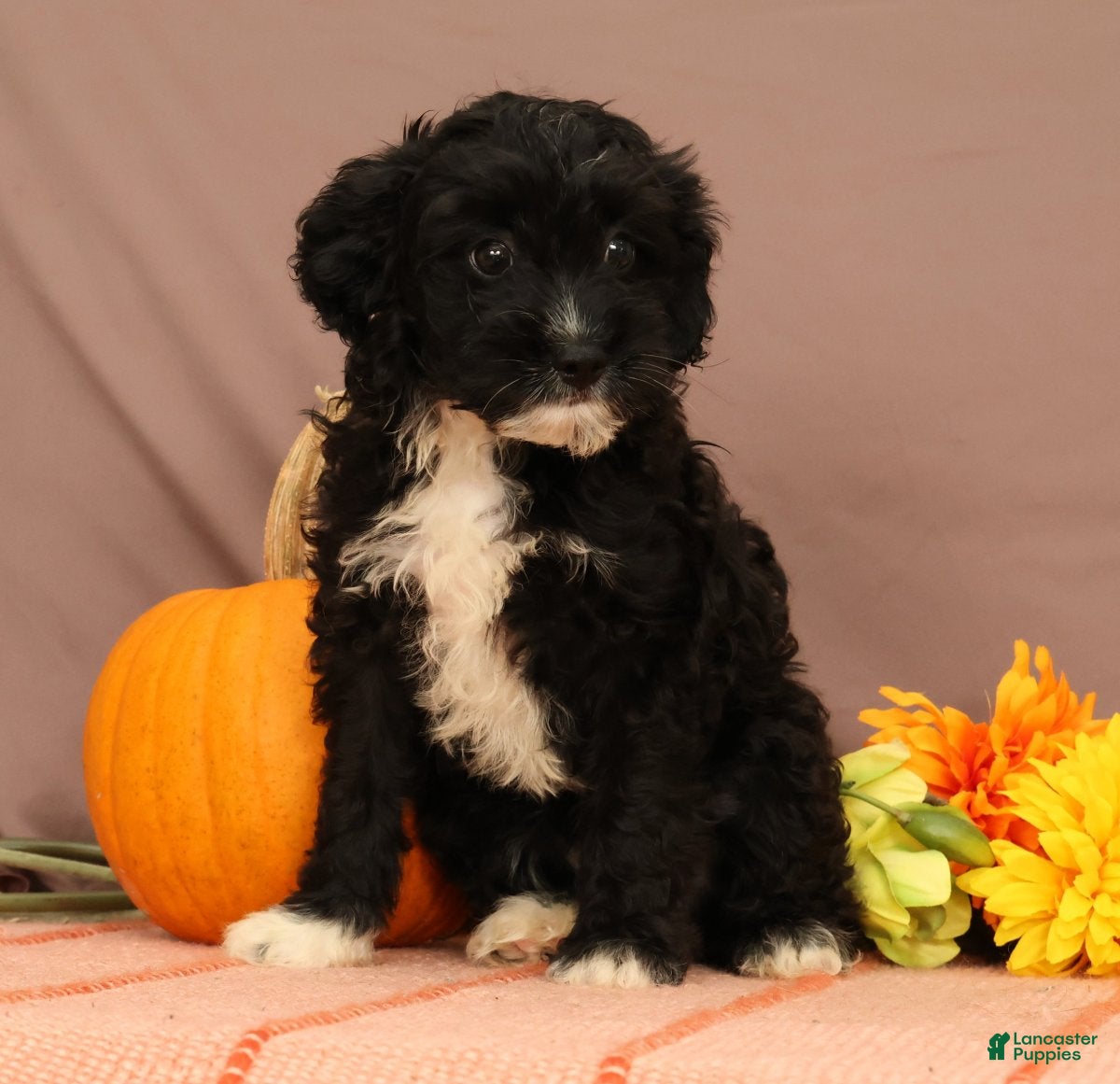 Cavapoo dogs for sale: Vaughn - Ad 1