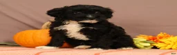 Cavapoo dogs for sale: Vaughn - Ad 4