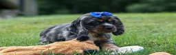 Cocker Spaniel dogs for sale: Dakota 🐶💙 - Ad 6