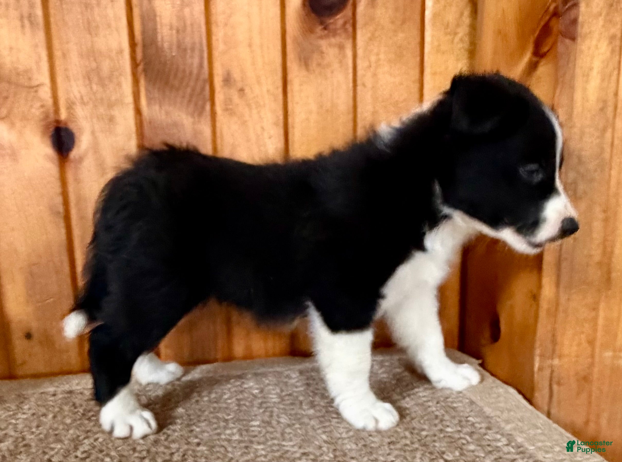 Border Collie dogs Toby - Ad 2