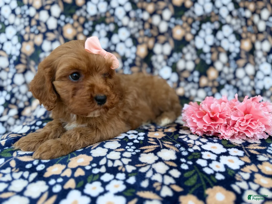 Cavapoo dogs for sale: Mia - Ad 5