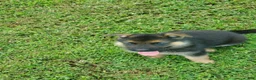 German Shepherd dogs for sale: Black Male - Ad 6
