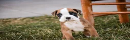 Boxer dogs for sale: Gus - Ad 5