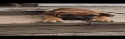 Cane Corso dogs for sale: Rocky - Ad 2