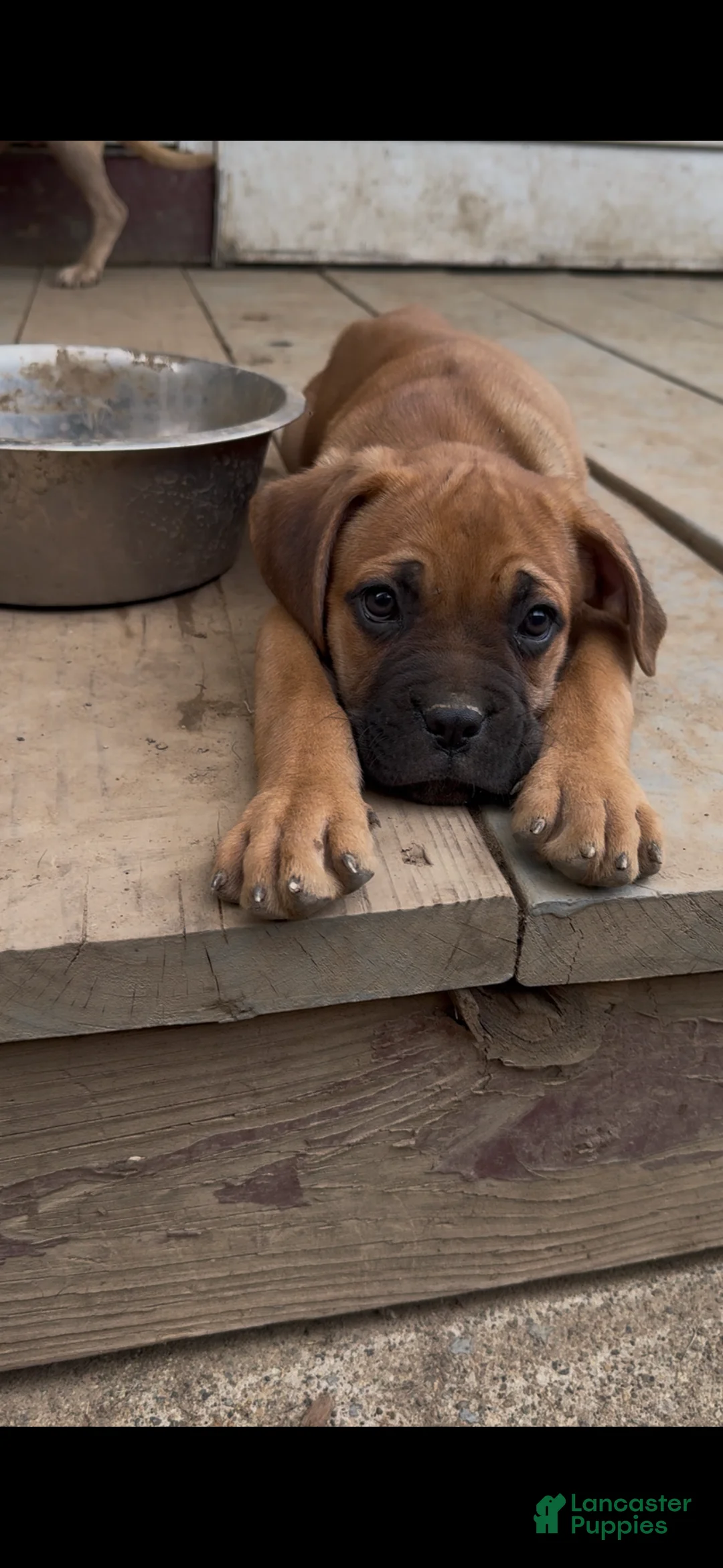 Cane Corso dogs for sale: Rocky - Ad 2