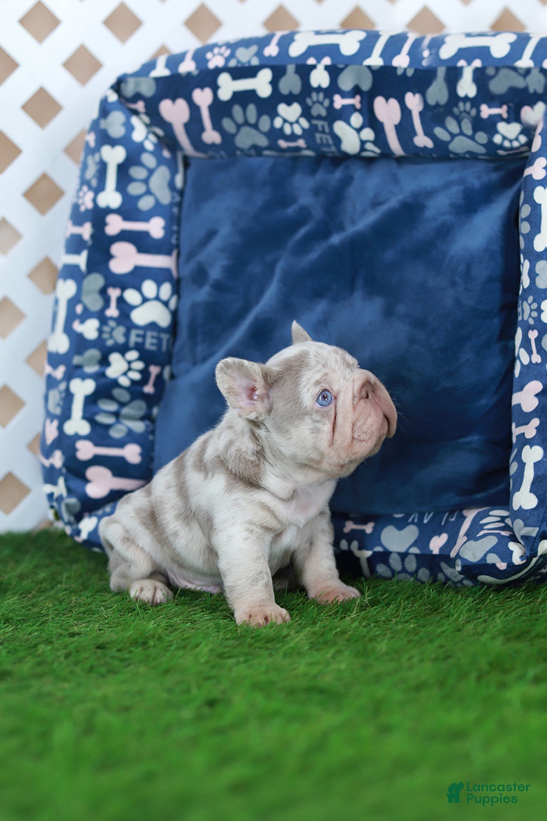 French Bulldog dogs for sale: Martin  - Ad 2