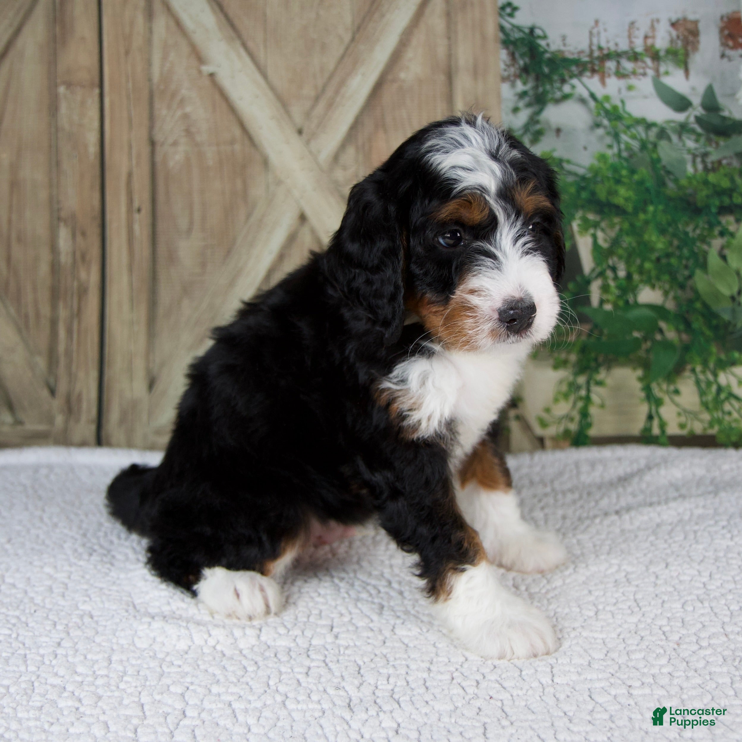 Mini Bernedoodle dogs Timmy - Ad 2