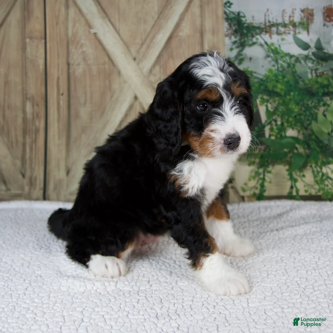 Mini Bernedoodle dogs for sale: Timmy - Ad 2