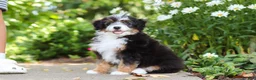Mini Bernedoodle dogs for sale: LuLu - Ad 12