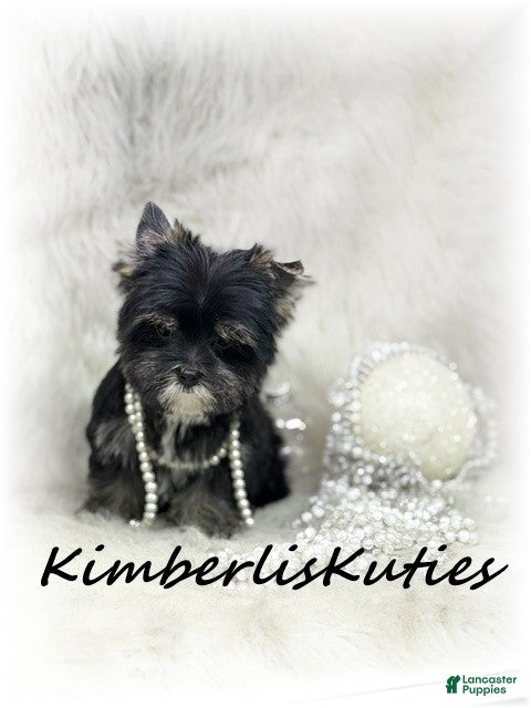 Yorkshire Terrier dogs Yorkshire Terrier 2 - Ad 2