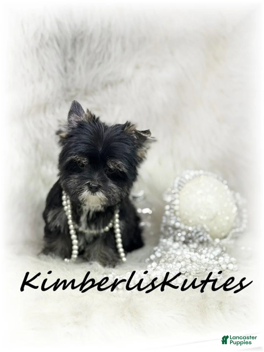 Yorkshire Terrier dogs for sale: Yorkshire Terrier 2 - Ad 2