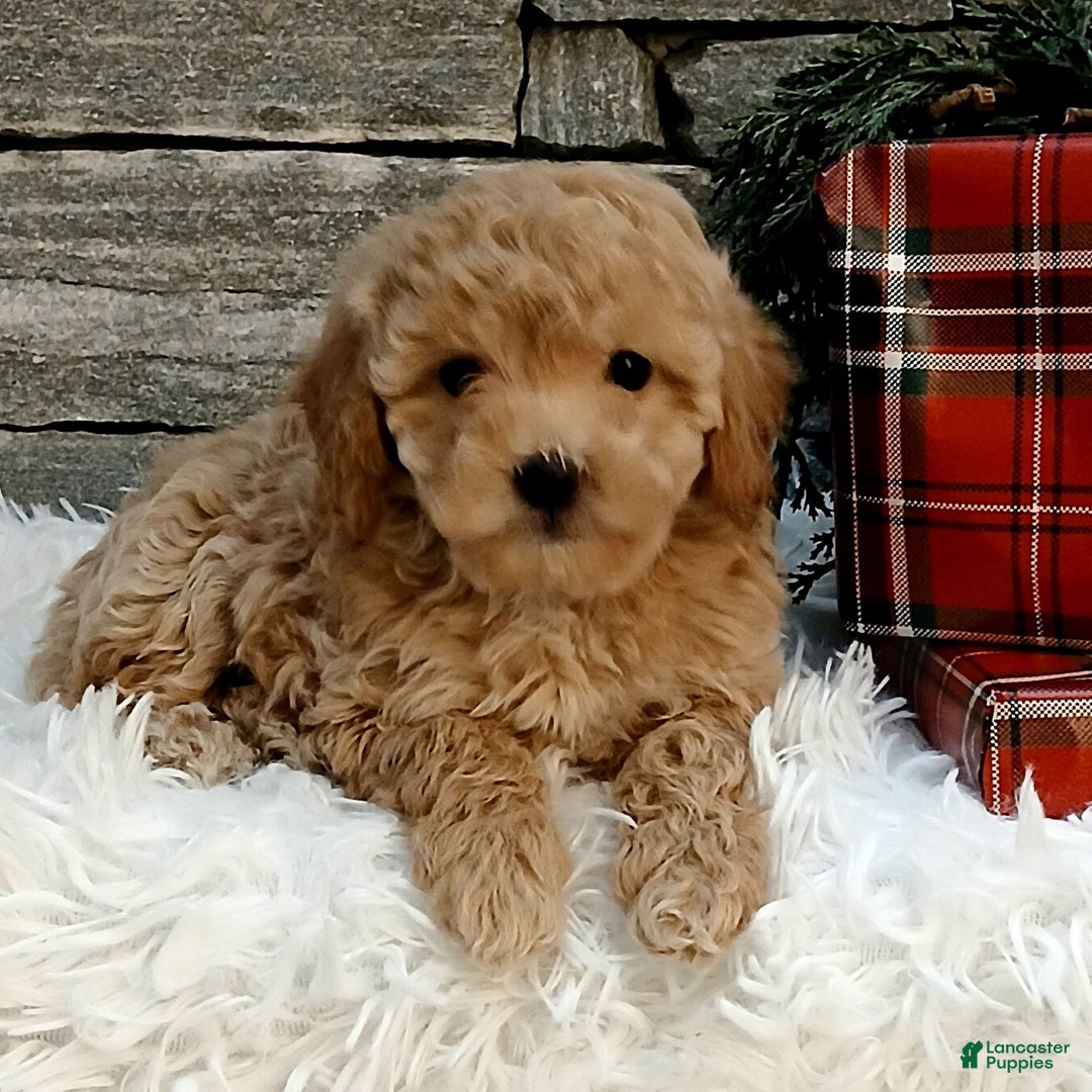 Miniature Poodle dogs for sale: Aubrey  - Ad 3