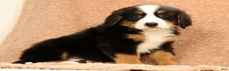 Bernese Mountain Dog dogs for sale: Joy - Ad 9