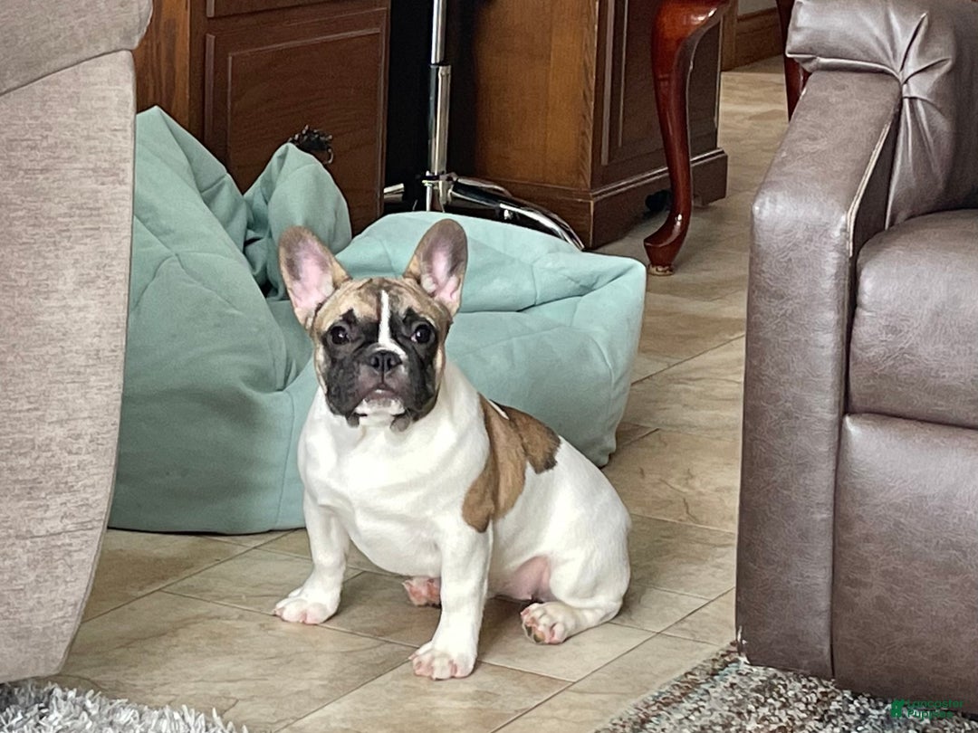 Gallery Image {{count}}