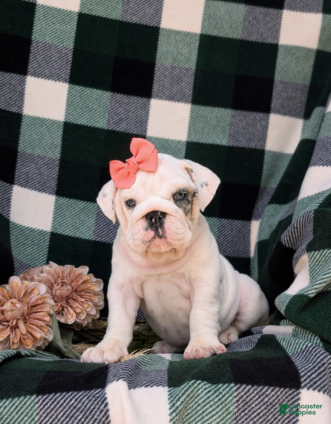English Bulldog dogs Tyna - Ad 1