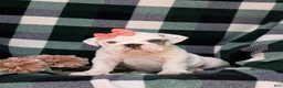 English Bulldog dogs for sale: Tyna - Ad 1