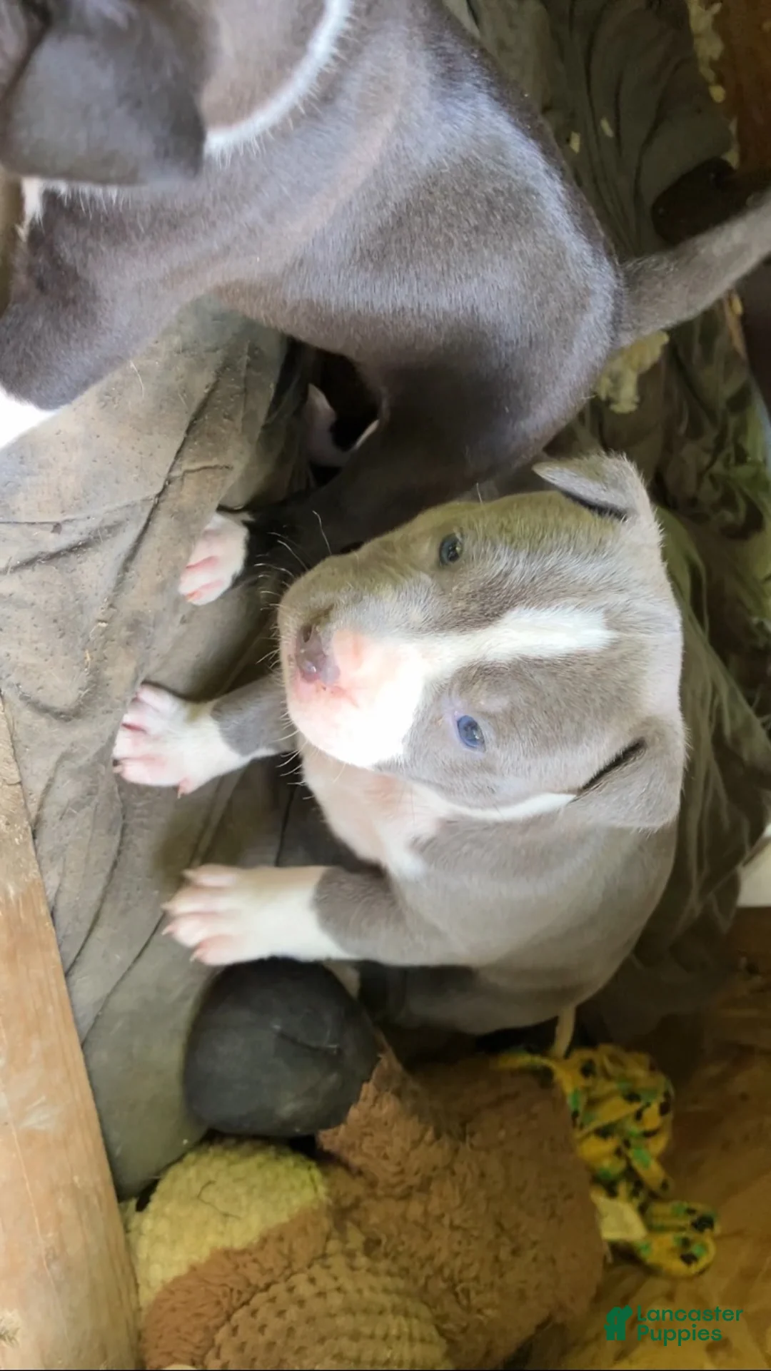 American Pit Bull Terrier dogs for sale: American Pit Bull Terrier 4 - Ad 1