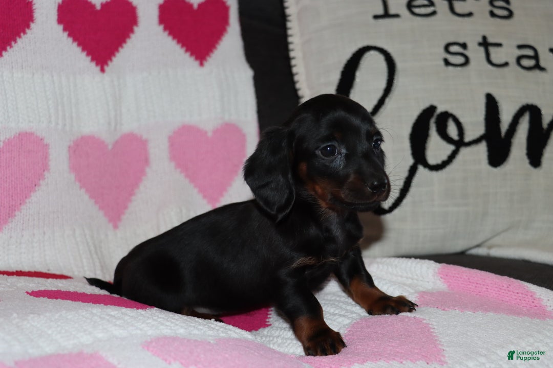 Miniature Dachshund dogs for sale: Maicee - Ad 2