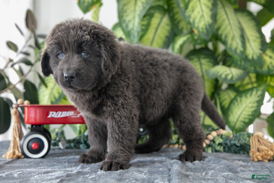 Newfoundland dogs for sale: Sidney - Ad 2