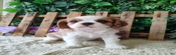 Cavalier King Charles Spaniel dogs for sale: Brittany  - Ad 8