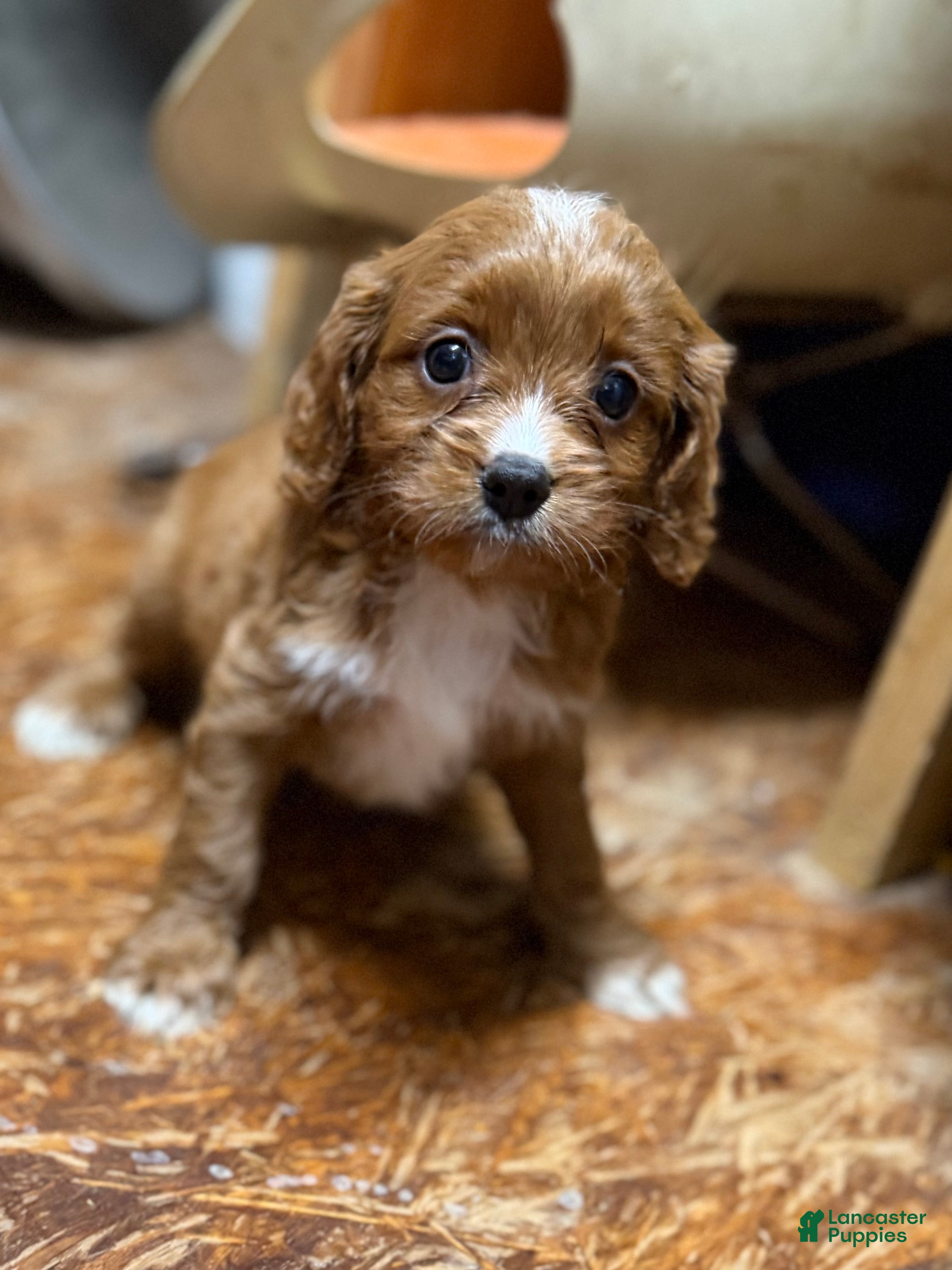 Cavapoo dogs Cavapoo Puppy 2 - Ad 41
