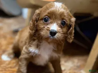 Cavapoo dogs Cavapoo Puppy 2 - Ad 23