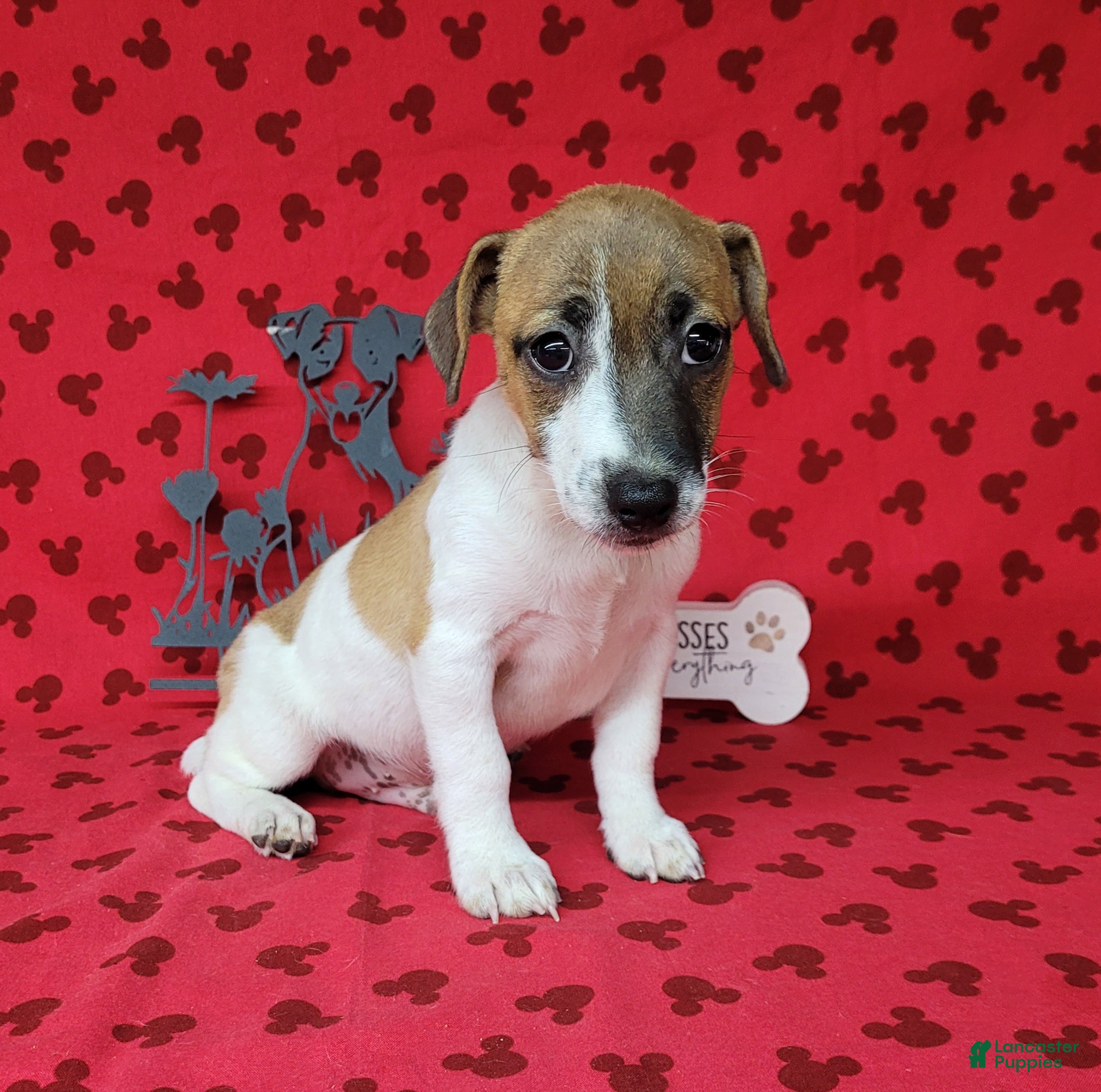 Jack Russell Terrier dogs Rebel DELIVERY AVAILABLE  - Ad 2