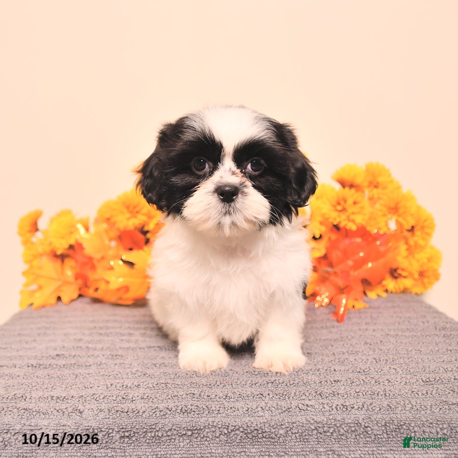 Shih Tzu dogs Ginger - Ad 1