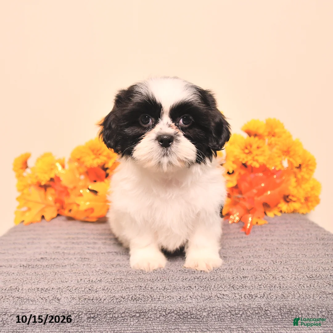 Shih Tzu dogs for sale: Ginger - Ad 1