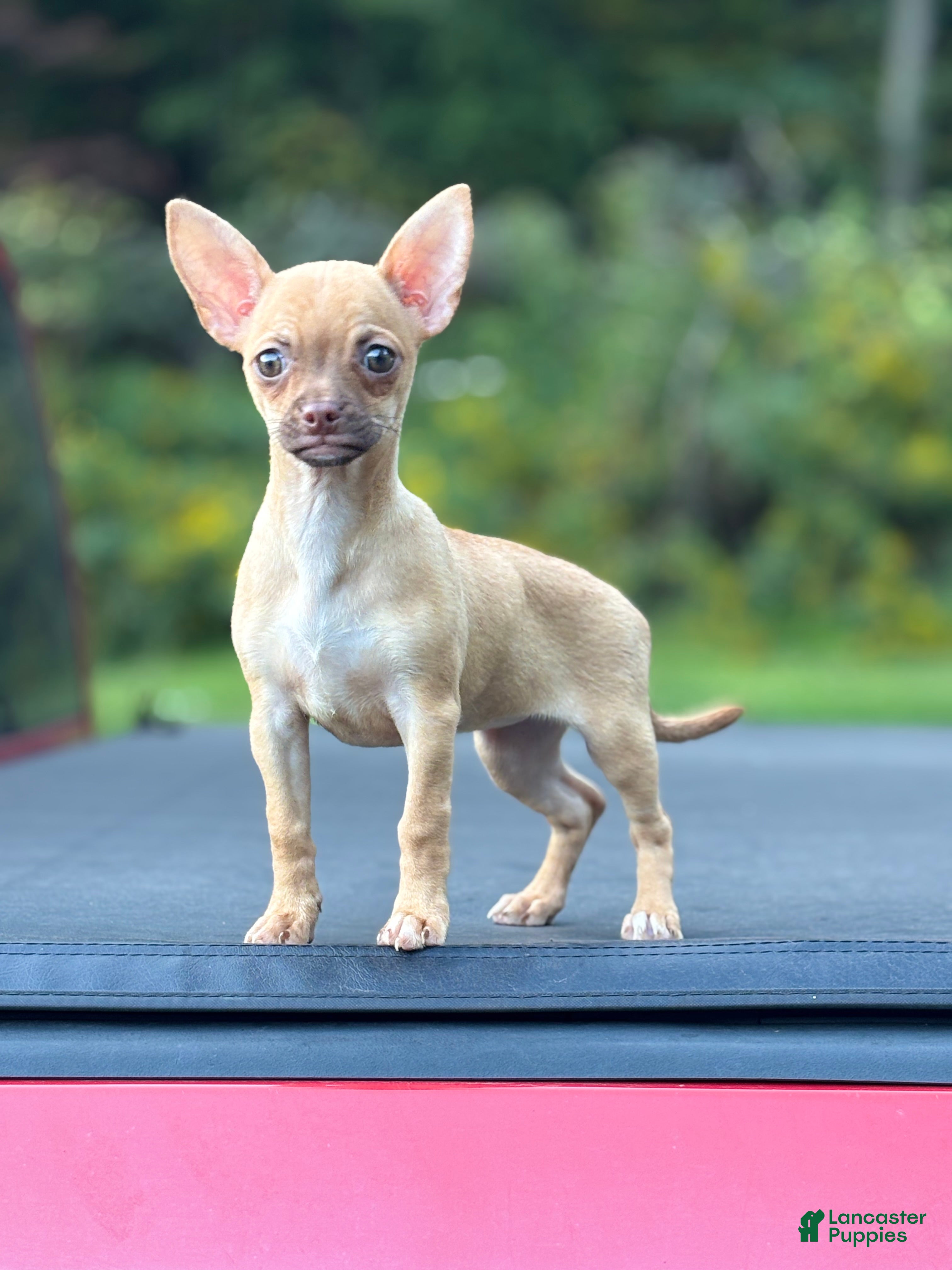 Chihuahua dogs Tina - Ad 14