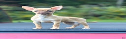 Chihuahua dogs for sale: Tina - Ad 1