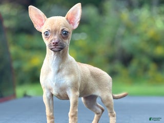 Chihuahua dogs Tina - Ad 12