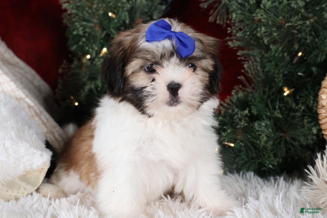 Shih Tzu dogs for sale: Jared - Ad 8