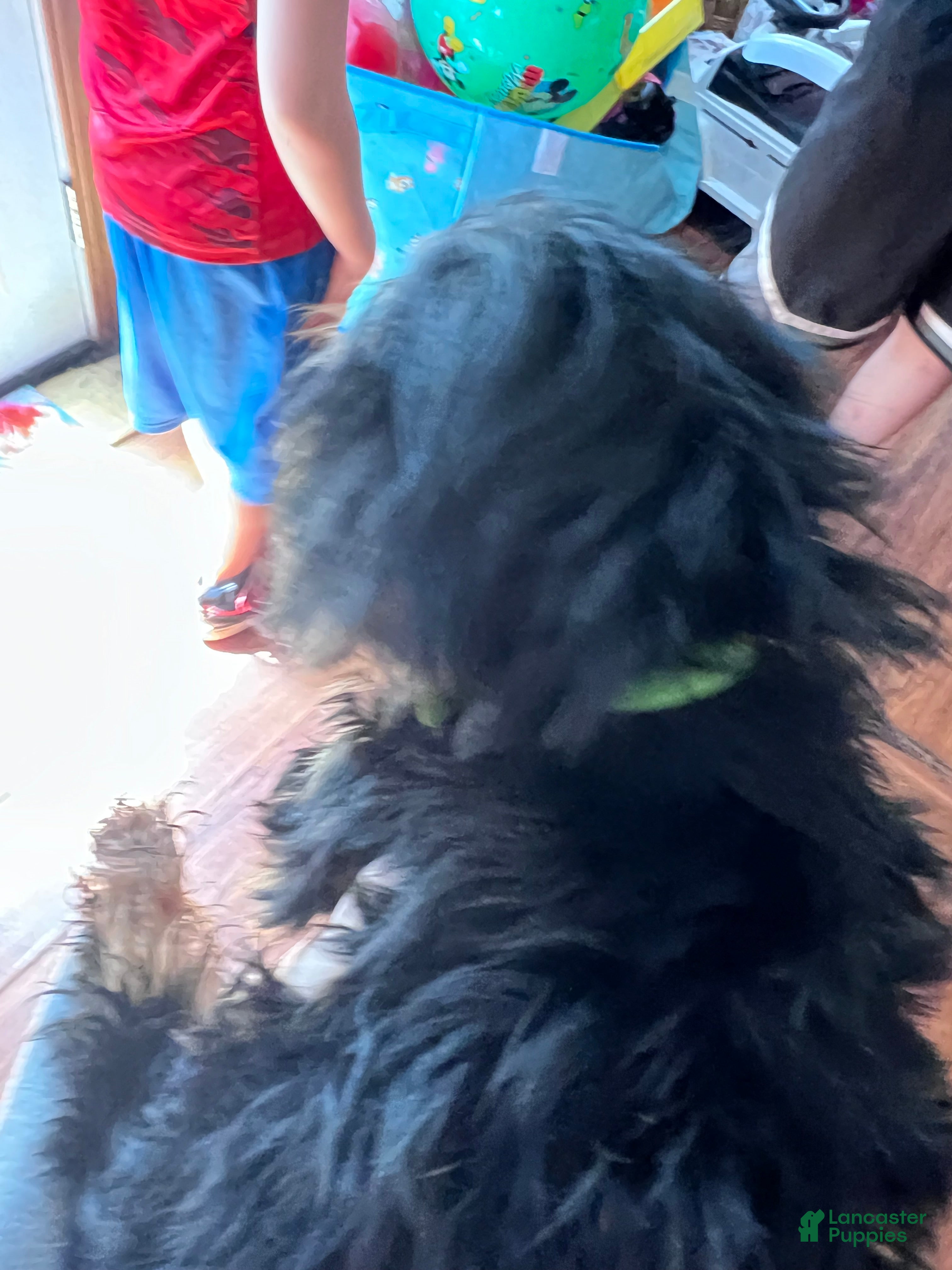Yorkshire Terrier dogs Yorkshire Terrier Puppy 1 - Ad 2