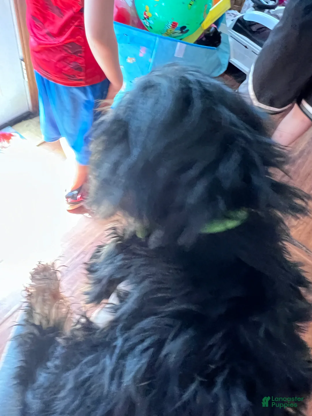 Yorkshire Terrier dogs for sale: Yorkshire Terrier Puppy 1 - Ad 2
