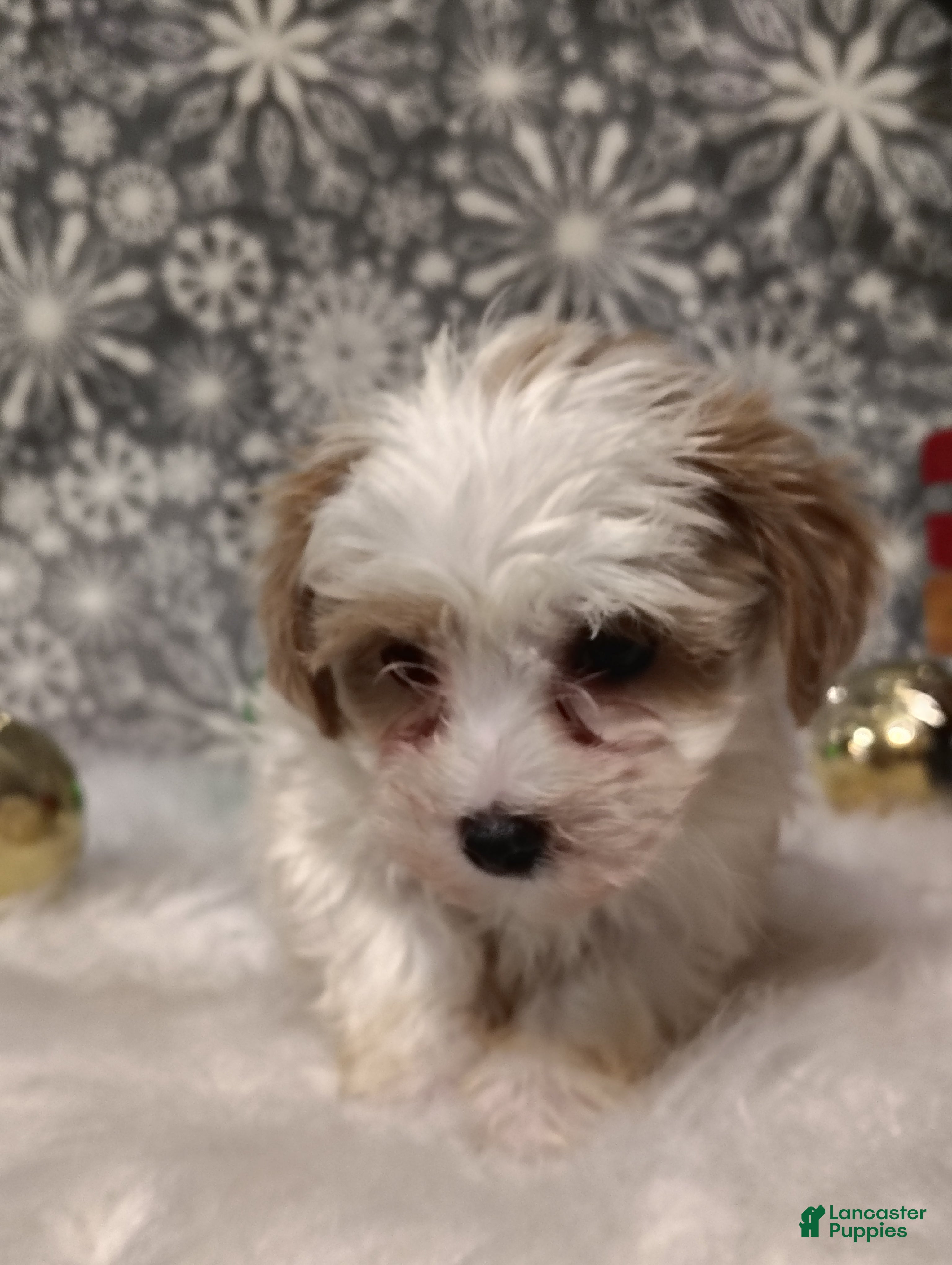 Maltipoo dogs Mila - Ad 5