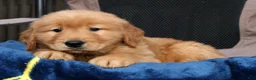 Golden Retriever dogs for sale: Elliott - Ad 7