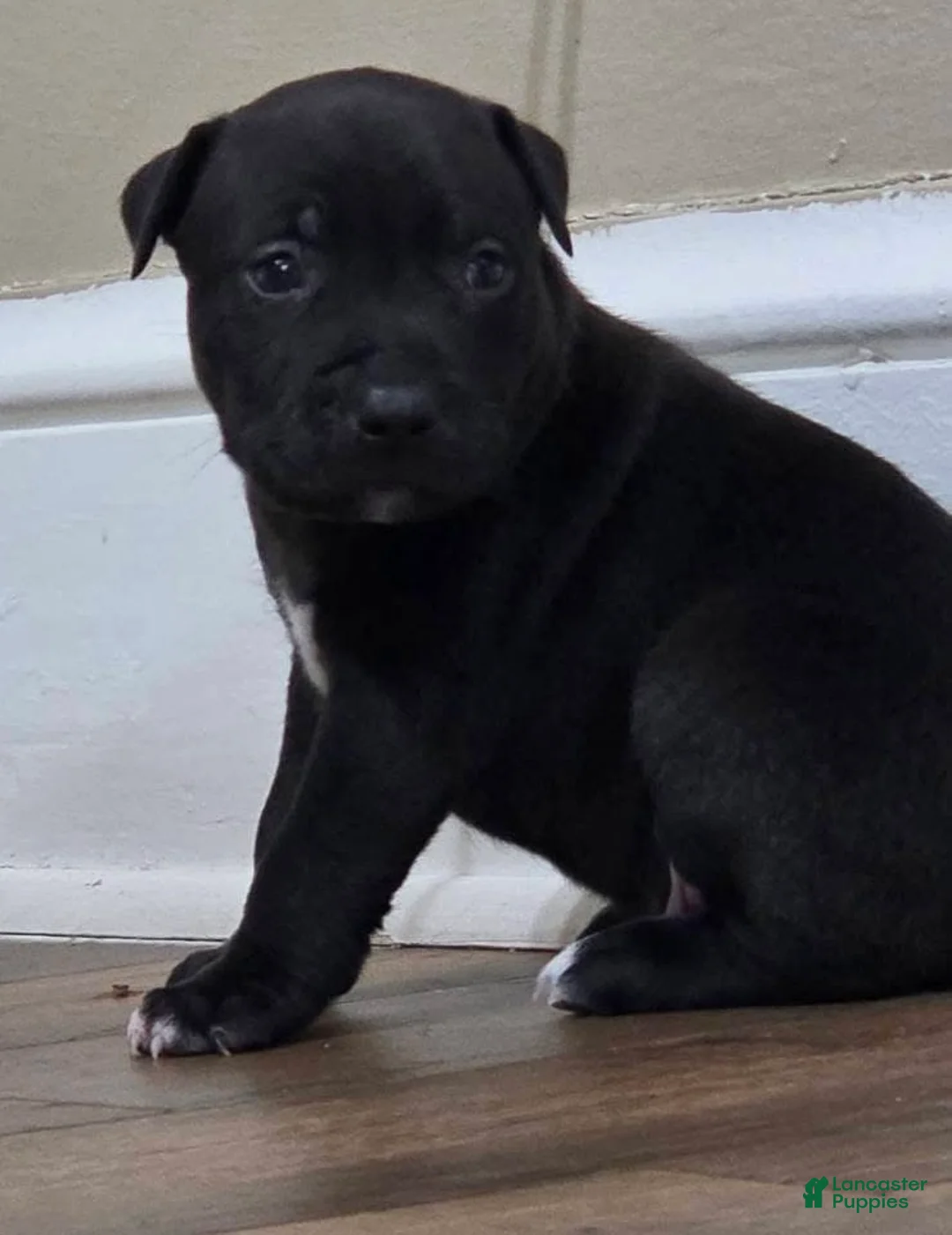 American Pit Bull Terrier dogs for sale: American Pit Bull Terrier Puppy 5 - Ad 1