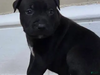 American Pit Bull Terrier dogs American Pit Bull Terrier Puppy 5 - Ad 6