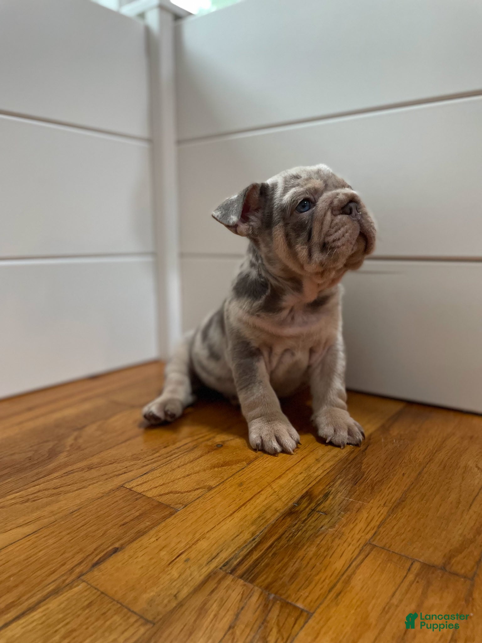 French Bulldog dogs for sale: Dozer - Ad 2